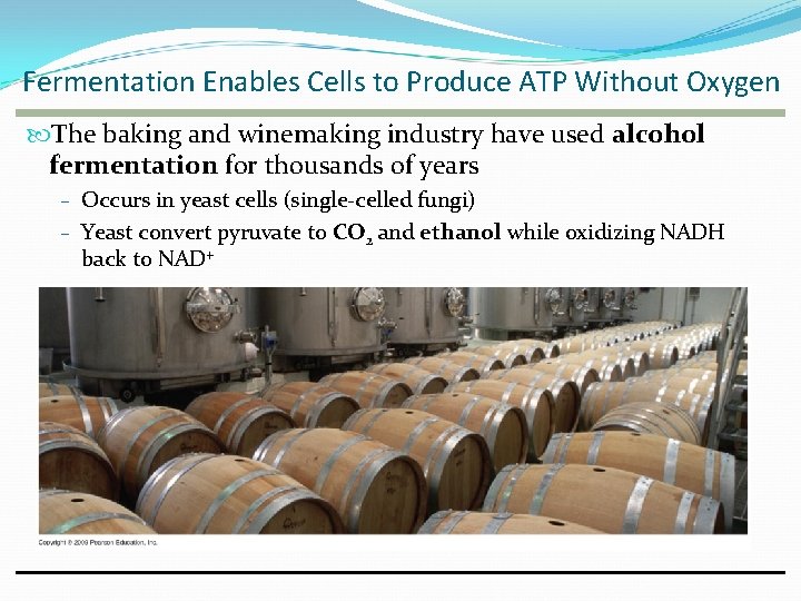 Fermentation Enables Cells to Produce ATP Without Oxygen The baking and winemaking industry have