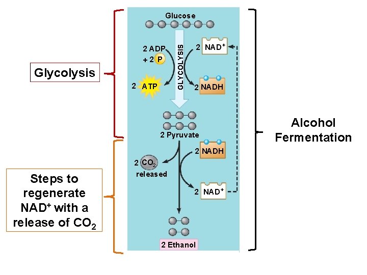 2 ADP 2 P Glycolysis 2 ATP GLYCOLYSIS Glucose 2 NAD+ 2 NADH 2