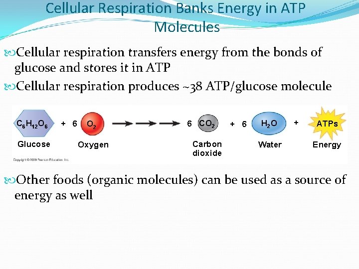 Cellular Respiration Banks Energy in ATP Molecules Cellular respiration transfers energy from the bonds