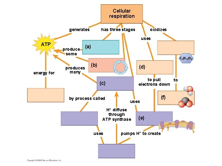 Cellular respiration generates has three stages oxidizes uses ATP produce some (a) C 6