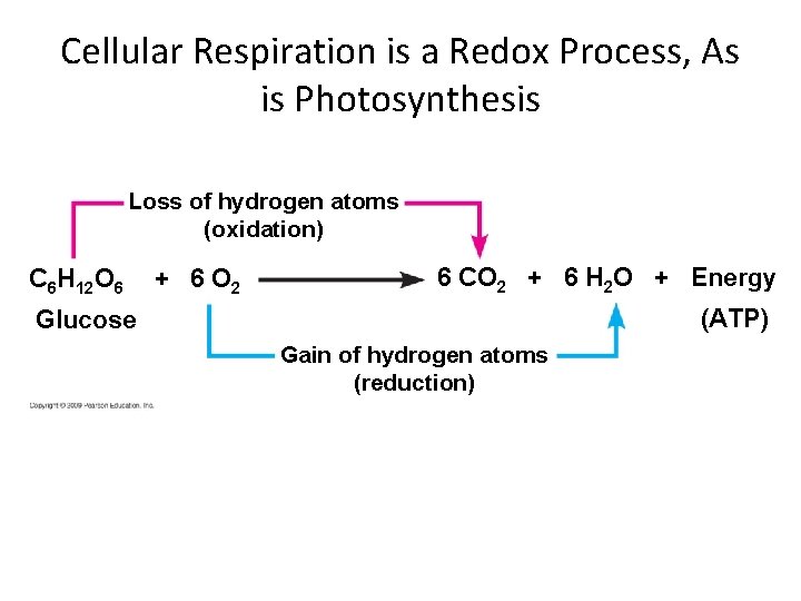 Cellular Respiration is a Redox Process, As is Photosynthesis Loss of hydrogen atoms (oxidation)