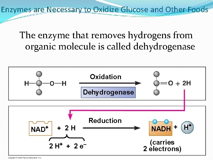 Enzymes are Necessary to Oxidize Glucose and Other Foods The enzyme that removes hydrogens