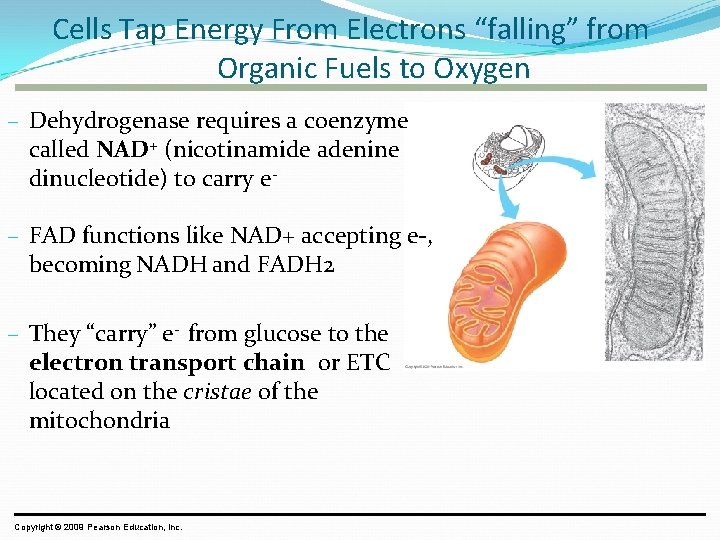 Cells Tap Energy From Electrons “falling” from Organic Fuels to Oxygen – Dehydrogenase requires
