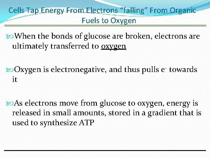 Cells Tap Energy From Electrons “falling” From Organic Fuels to Oxygen When the bonds