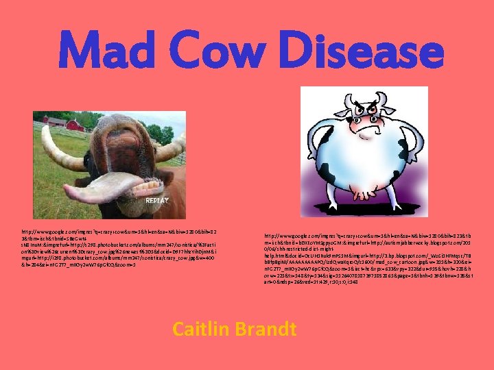 Mad Cow Disease http: //www. google. com/imgres? q=crazy+cow&um=1&hl=en&sa=N&biw=1280&bih=82 3&tbm=isch&tbnid=SBe. Gw. Ns. N 8 Inu.