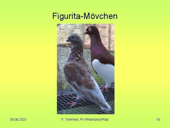 Figurita-Mövchen 08. 06. 2021 F. Tremmel, PV Rheinland-Pfalz 16 Figurita-Mövchen 08. 06. 2021 F. Tremmel, PV Rheinland-Pfalz 16