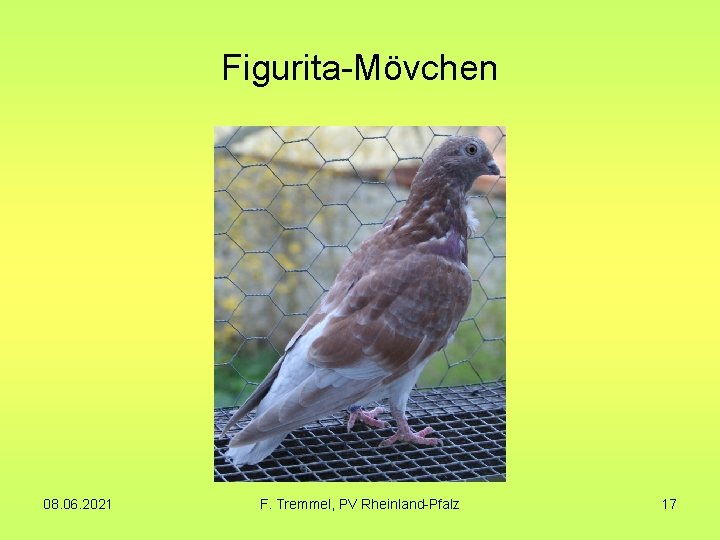 Figurita-Mövchen 08. 06. 2021 F. Tremmel, PV Rheinland-Pfalz 17 Figurita-Mövchen 08. 06. 2021 F. Tremmel, PV Rheinland-Pfalz 17