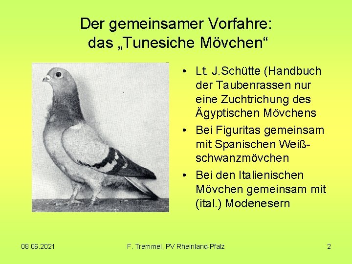 Der gemeinsamer Vorfahre: das „Tunesiche Mövchen“ • Lt. J. Schütte (Handbuch der Taubenrassen nur Der gemeinsamer Vorfahre: das „Tunesiche Mövchen“ • Lt. J. Schütte (Handbuch der Taubenrassen nur