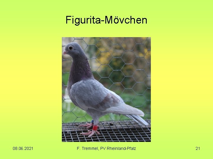 Figurita-Mövchen 08. 06. 2021 F. Tremmel, PV Rheinland-Pfalz 21 