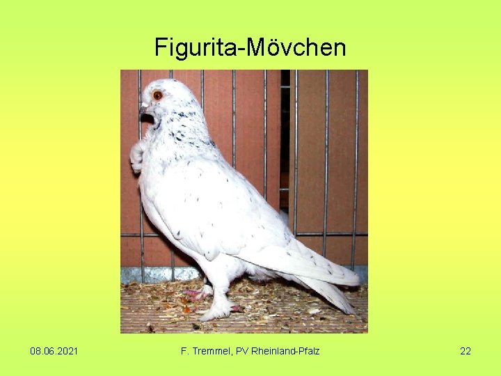 Figurita-Mövchen 08. 06. 2021 F. Tremmel, PV Rheinland-Pfalz 22 