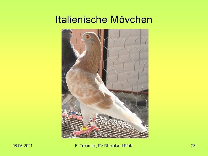 Italienische Mövchen 08. 06. 2021 F. Tremmel, PV Rheinland-Pfalz 23 