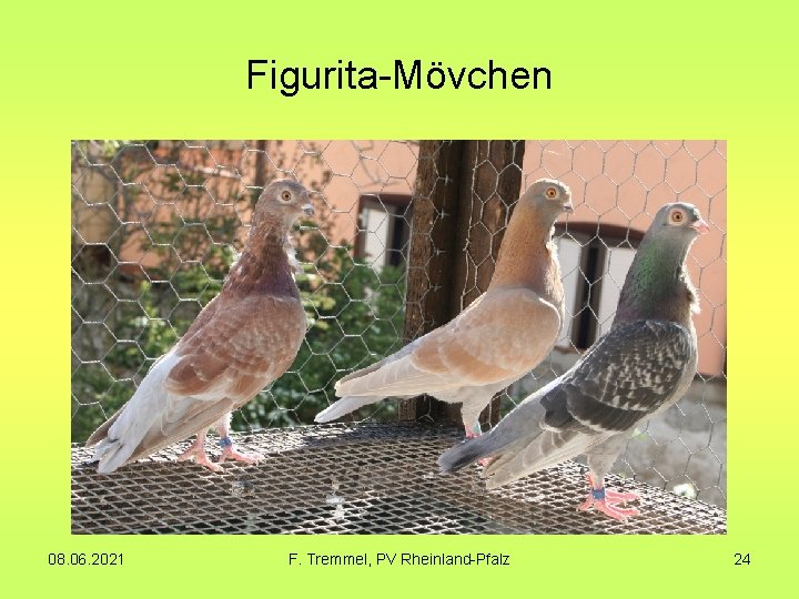 Figurita-Mövchen 08. 06. 2021 F. Tremmel, PV Rheinland-Pfalz 24 