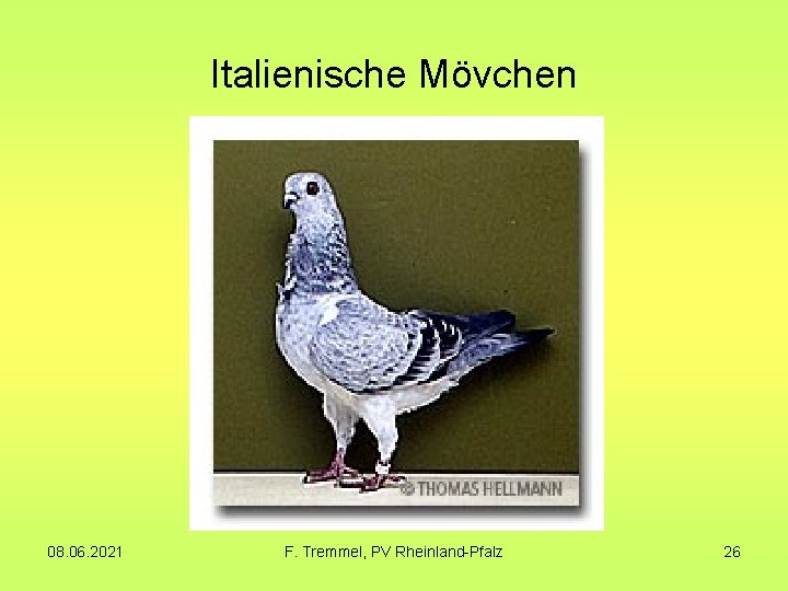 Italienische Mövchen 08. 06. 2021 F. Tremmel, PV Rheinland-Pfalz 26 Italienische Mövchen 08. 06. 2021 F. Tremmel, PV Rheinland-Pfalz 26