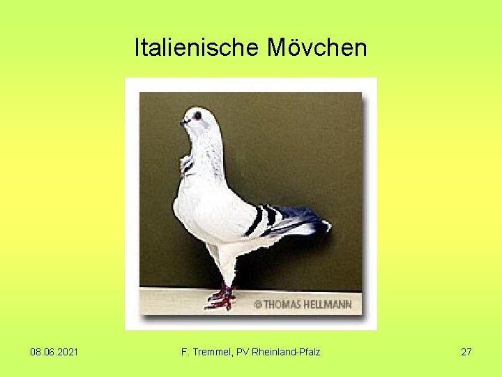 Italienische Mövchen 08. 06. 2021 F. Tremmel, PV Rheinland-Pfalz 27 