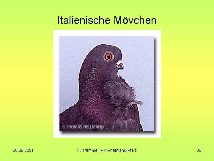 Italienische Mövchen 08. 06. 2021 F. Tremmel, PV Rheinland-Pfalz 30 Italienische Mövchen 08. 06. 2021 F. Tremmel, PV Rheinland-Pfalz 30