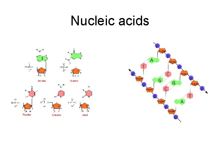 Nucleic acids Nucleic acids