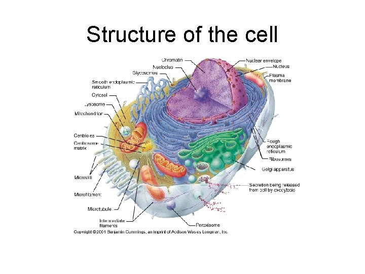 Structure of the cell Structure of the cell