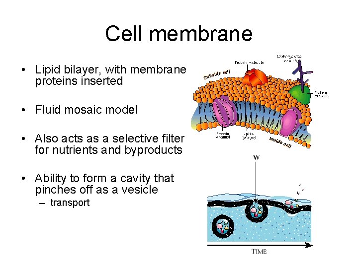 Cell membrane • Lipid bilayer, with membrane proteins inserted • Fluid mosaic model • Cell membrane • Lipid bilayer, with membrane proteins inserted • Fluid mosaic model •