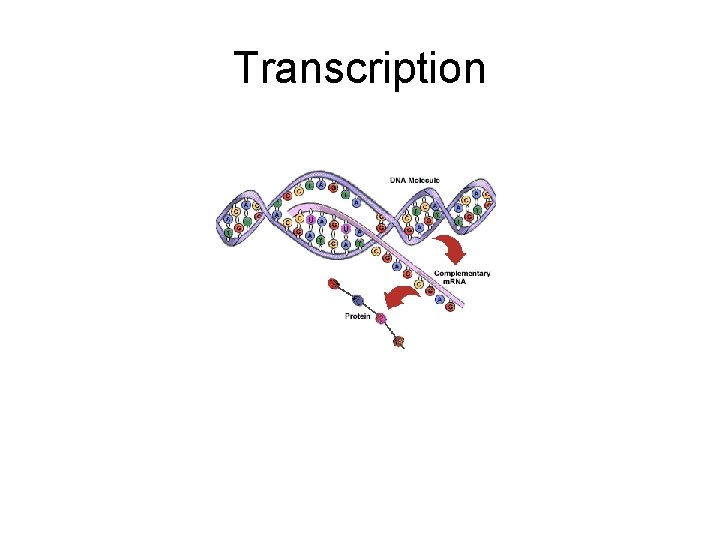 Transcription Transcription