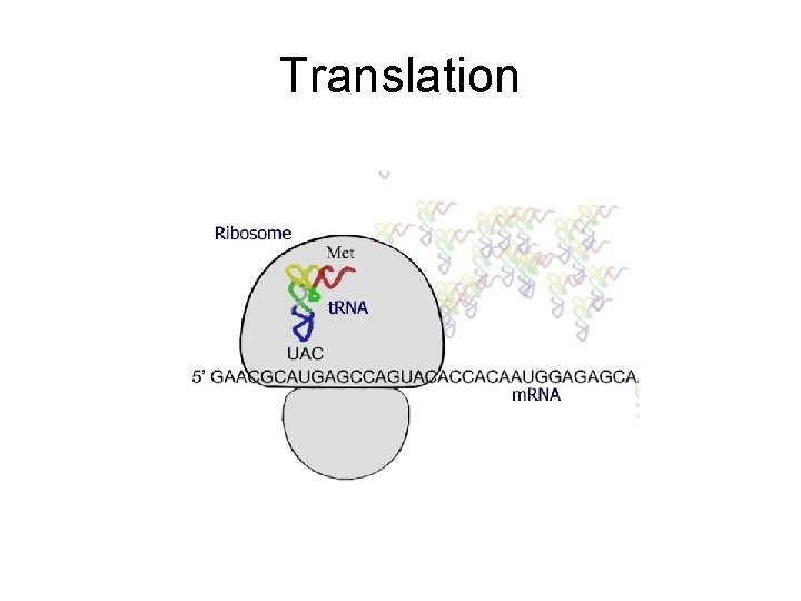 Translation Translation