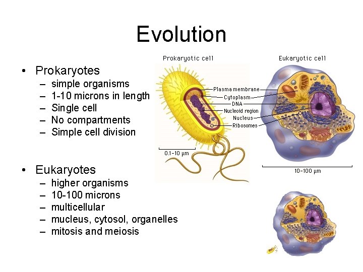 Evolution • Prokaryotes – – – simple organisms 1 -10 microns in length Single Evolution • Prokaryotes – – – simple organisms 1 -10 microns in length Single