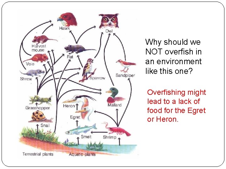 Why should we NOT overfish in an environment like this one? Overfishing might lead