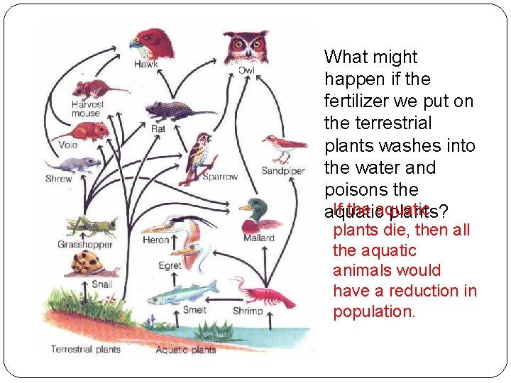 What might happen if the fertilizer we put on the terrestrial plants washes into