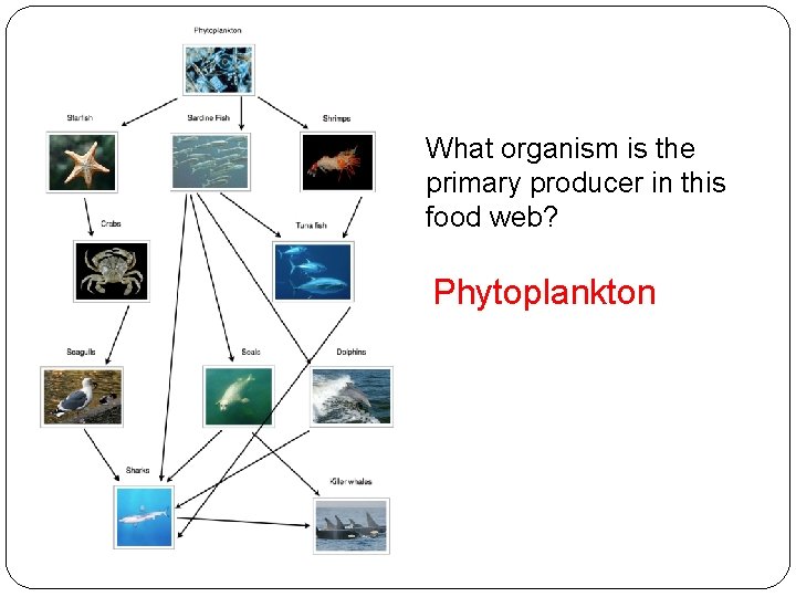 What organism is the primary producer in this food web? Phytoplankton 