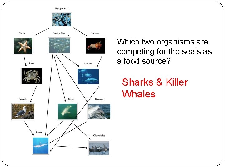 Which two organisms are competing for the seals as a food source? Sharks &