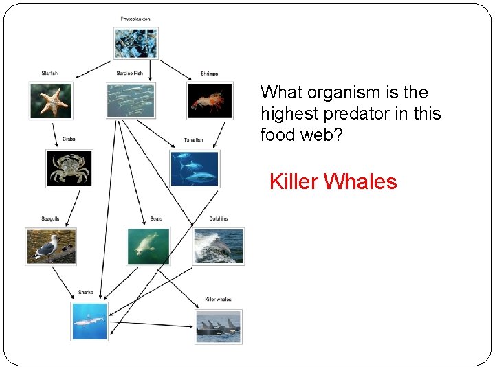What organism is the highest predator in this food web? Killer Whales 