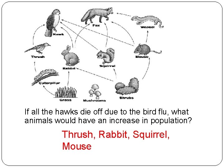If all the hawks die off due to the bird flu, what animals would
