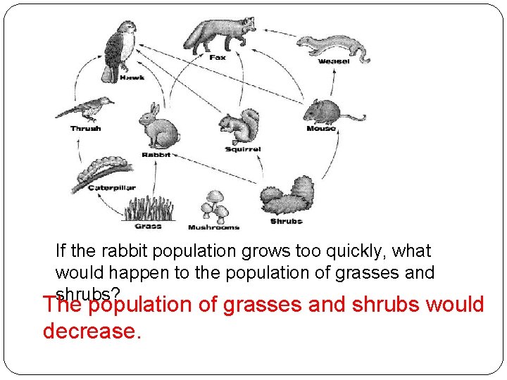 If the rabbit population grows too quickly, what would happen to the population of
