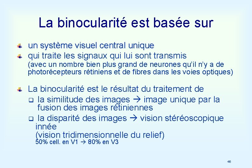 La binocularité est basée sur un système visuel central unique qui traite les signaux