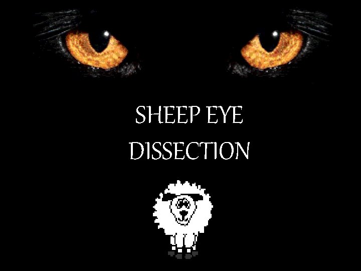 SHEEP EYE DISSECTION 