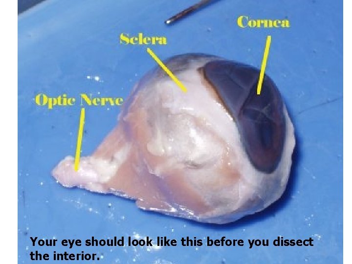 Your eye should look like this before you dissect the interior. 