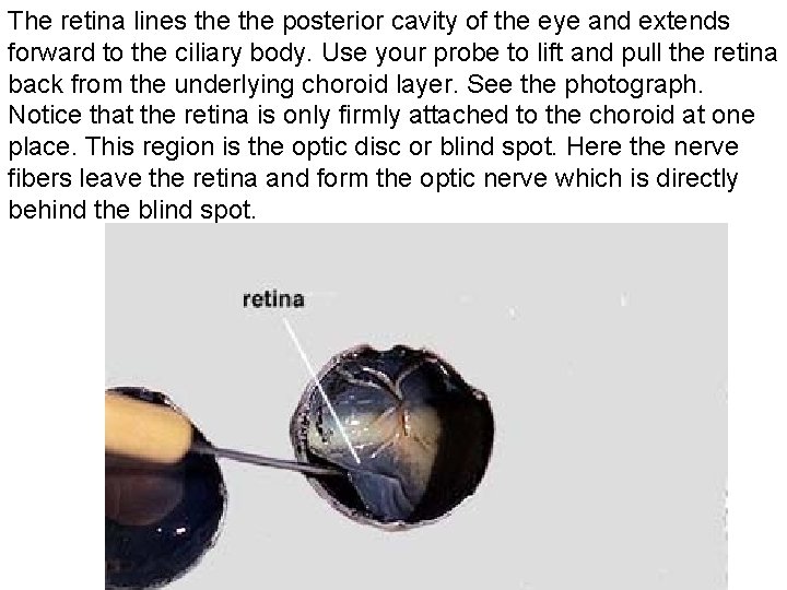 The retina lines the posterior cavity of the eye and extends forward to the