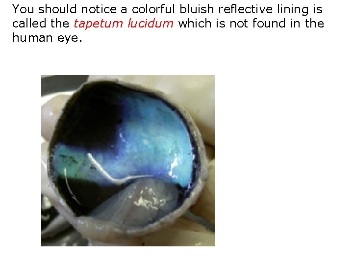 You should notice a colorful bluish reflective lining is called the tapetum lucidum which