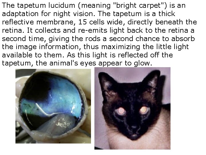 The tapetum lucidum (meaning "bright carpet") is an adaptation for night vision. The tapetum