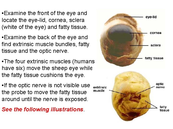  • Examine the front of the eye and locate the eye-lid, cornea, sclera