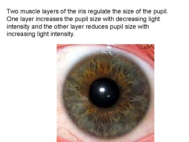 Two muscle layers of the iris regulate the size of the pupil. One layer