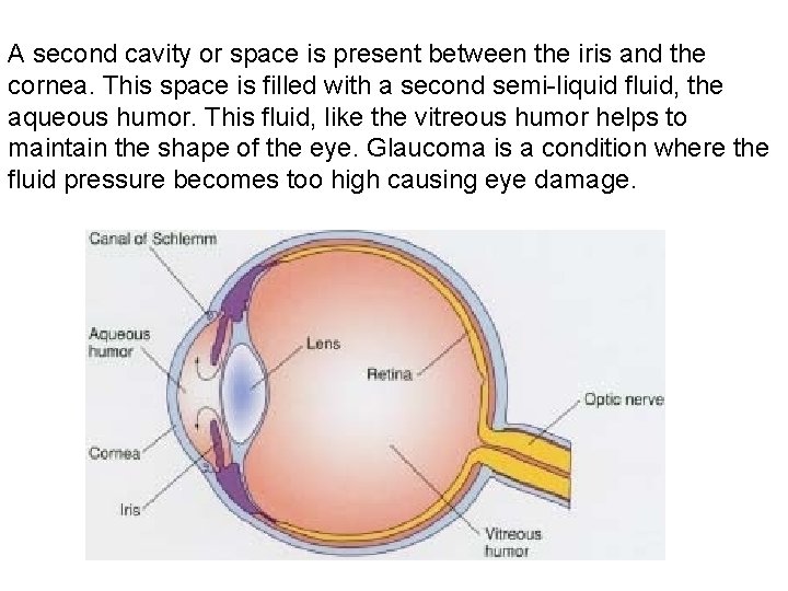 A second cavity or space is present between the iris and the cornea. This