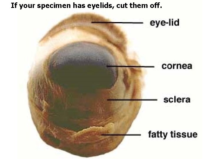 If your specimen has eyelids, cut them off. 