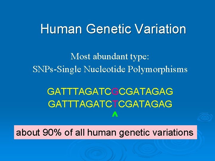 Human Genetic Variation Most abundant type: SNPs-Single Nucleotide Polymorphisms GATTTAGATCGCGATAGAG GATTTAGATCTCGATAGAG ^ about 90%