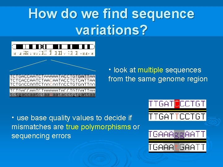 How do we find sequence variations? • look at multiple sequences from the same