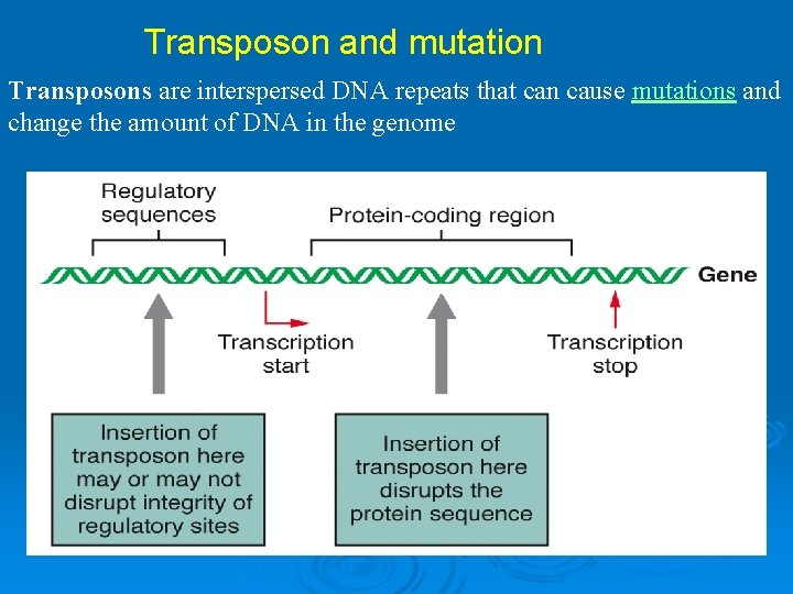 Transposon and mutation Transposons are interspersed DNA repeats that can cause mutations and change