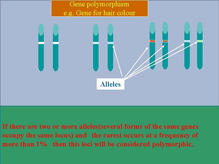 Gene polymorphism e. g. Gene for hair colour Alleles If there are two or