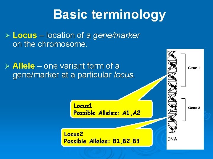 Basic terminology Ø Locus – location of a gene/marker on the chromosome. Ø Allele