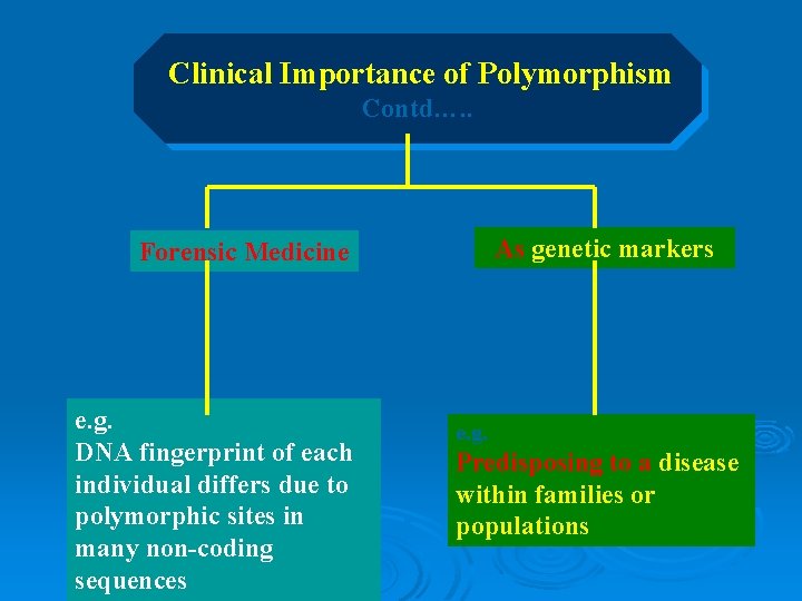 Clinical Importance of Polymorphism Contd…. . As genetic markers Forensic Medicine e. g. DNA