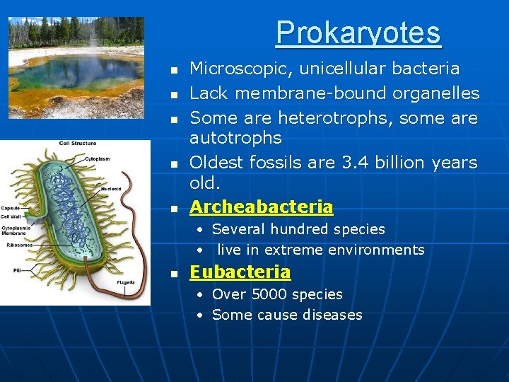 Prokaryotes n n n Microscopic, unicellular bacteria Lack membrane-bound organelles Some are heterotrophs, some