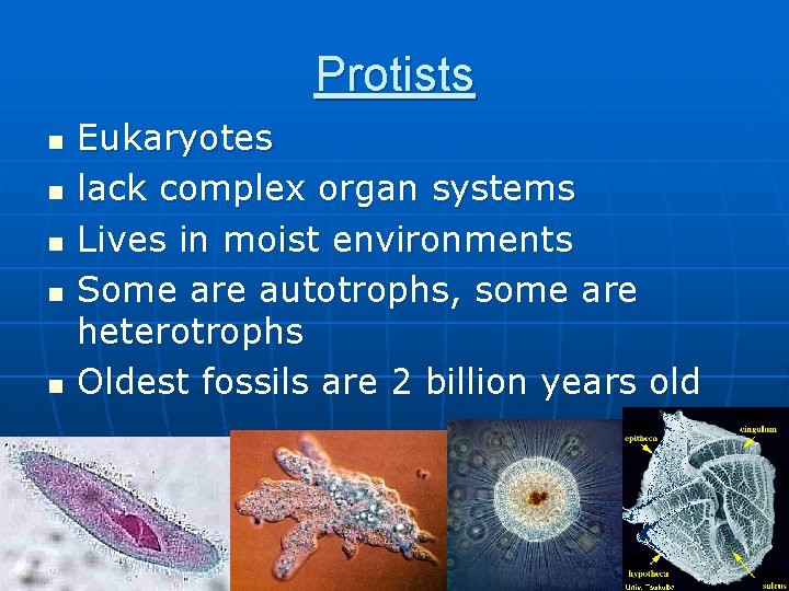 Protists n n n Eukaryotes lack complex organ systems Lives in moist environments Some